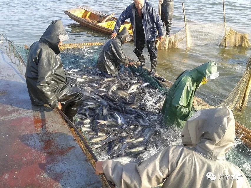 淡水魚價格持續(xù)上漲，深加工鮰魚產品優(yōu)勢明顯