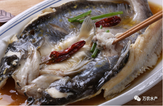 好“魚”知時節(jié)，鮰魚正肥美