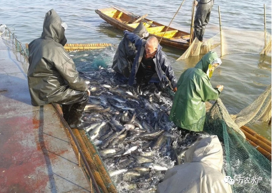 好“魚”知時節(jié)，鮰魚正肥美